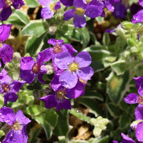 Aubrieta Kitte Blue Perennial Hero
