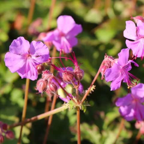 Geranium cant. 'Berggarten'