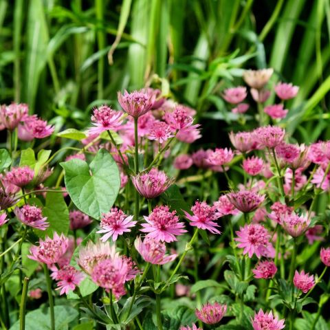 Astrantia major 'Roma'