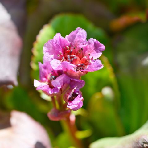 Bergenia Abendglut Elephant Ears Perennial Hero