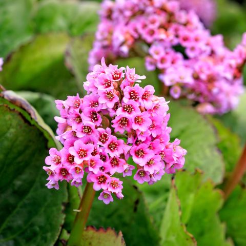 Bergenia Cordifolia Perennial Hero