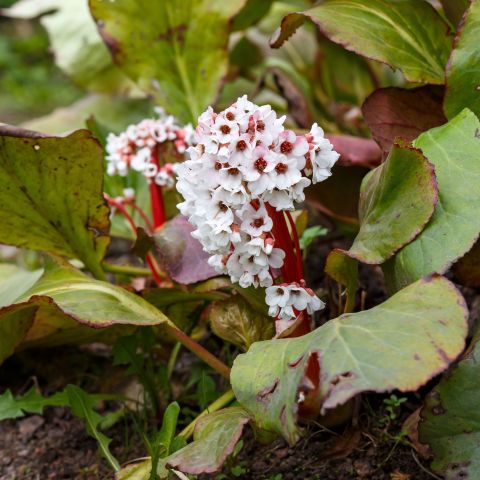 Bergenia Silberlicht Perennial Hero