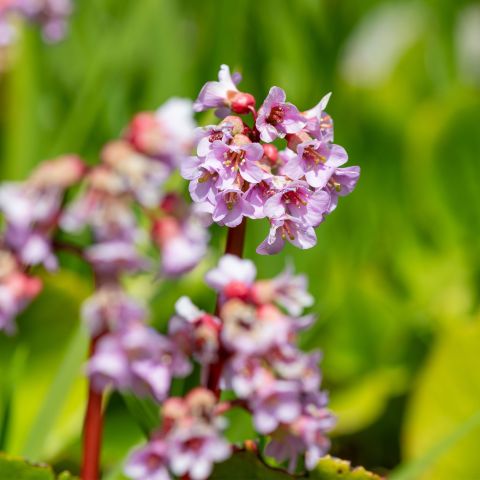 Bergenia Spring Fling Perennial Hero