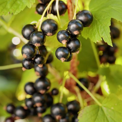 Blackcurrant 'Ben Connan' - 3L Pot