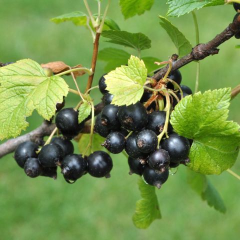 Blackcurrant 'Ben Tirran' - 3L Pot