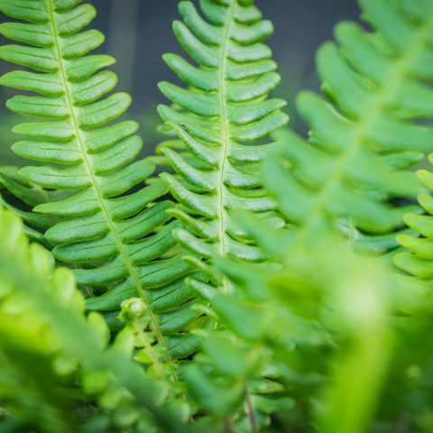 Blechnum Spicant Fern Close