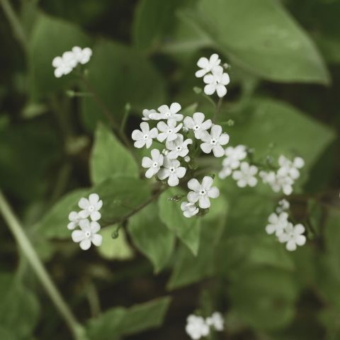 Brunnera macrophylla 'Betty Bowring' - 9cm Pot hero