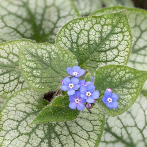 Brunnera Jack Frost Perennial Close