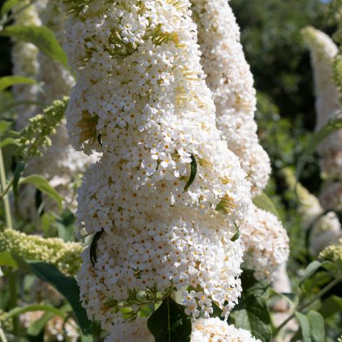 Buddleja Davidii White Profusion Shrub Hero