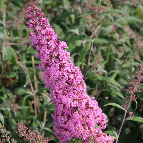 Buddleja Pink Delight Shrub Hero