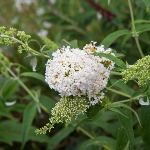Buddleja 'White Ball' close