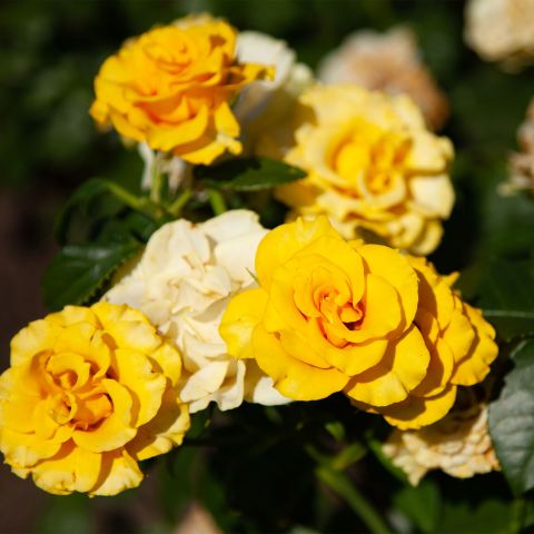 Bush Rose Grandma'S Rose Roses Hero