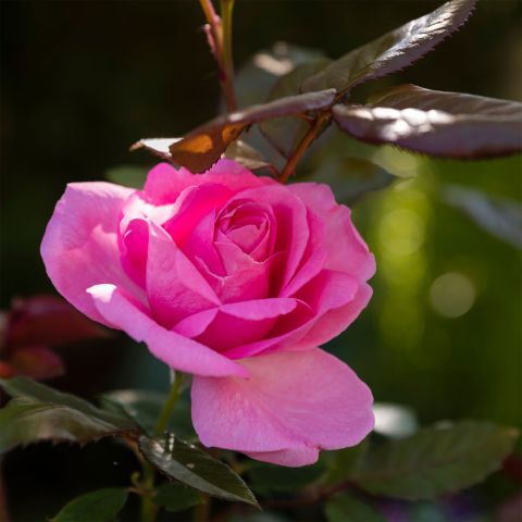 Bush Rose Mum In A Million Roses Hero