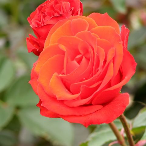 Everlasting Love Climbing Rose
