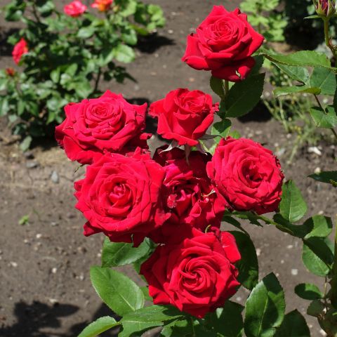 Bush Rose Ruby Wedding Day Roses Hero