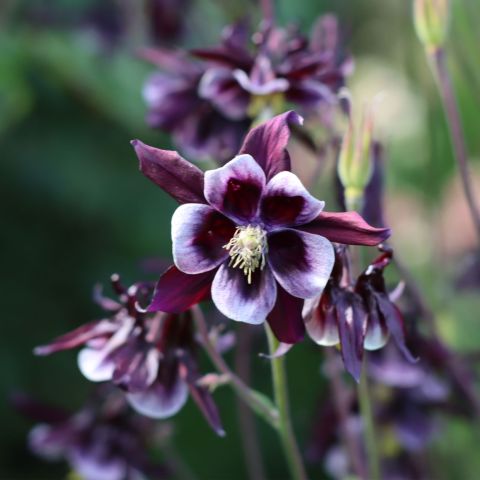 Aquilegia vulgaris 'William Guiness'