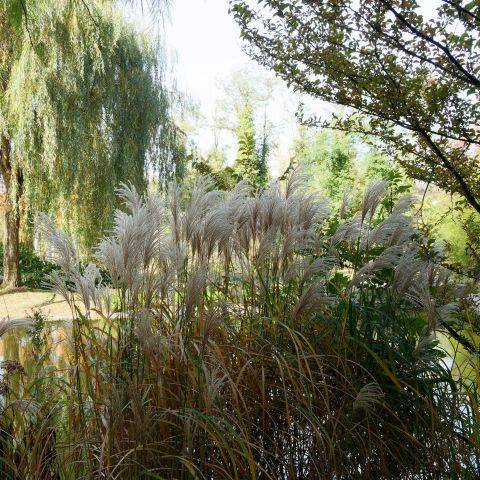 Calamagrostis X Acutiflora Avalanche Grasses Hero