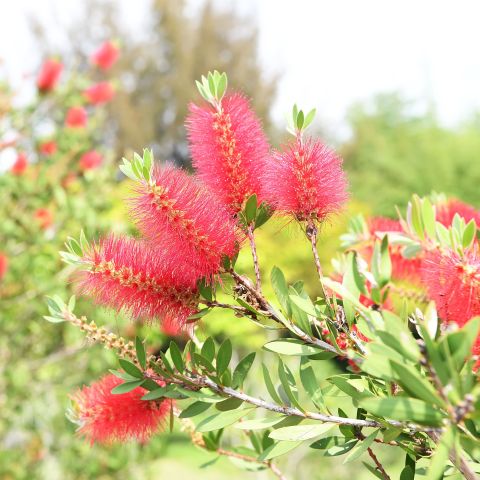 Callistemon Citrinus Rigidus Shrub Group