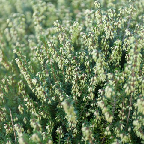 Calluna Vulgaris Hammondii Shrub Hero