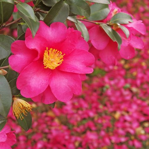 Camellia Japonica Dr King Single Main Image