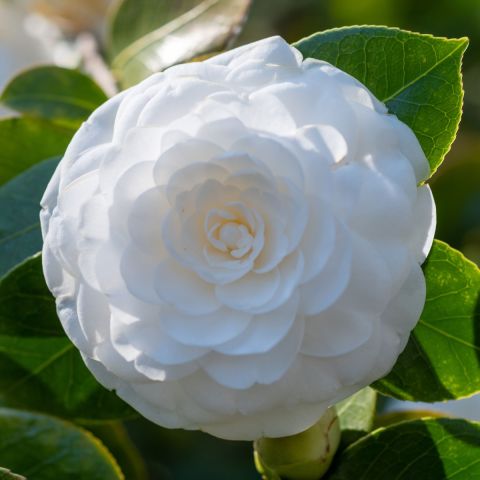 Camellia Hybr. 'Three Sisters' ® 6L