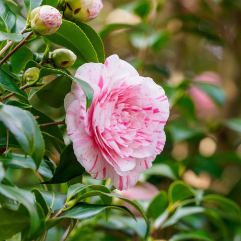 Camellia Japonica William Bartlett Shrub Hero