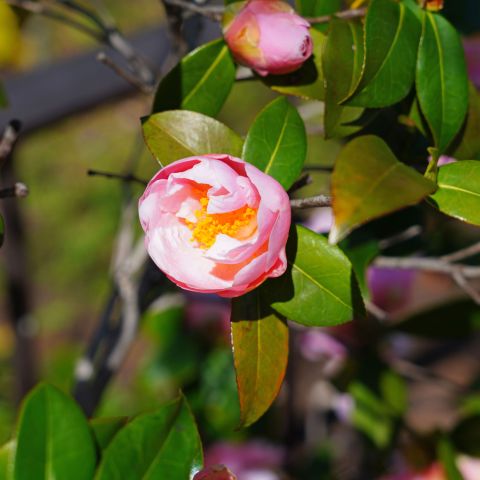 Camellia Pink Icicle Bulb Single