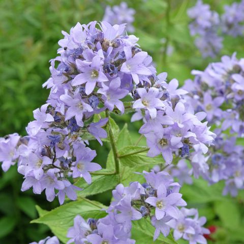 Campanula Lactiflora Prichard'S Variety Perennial Hero