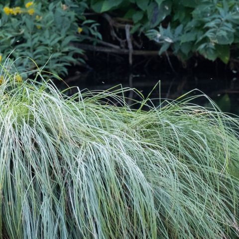 Carex comans 'Mint Curls' 2L