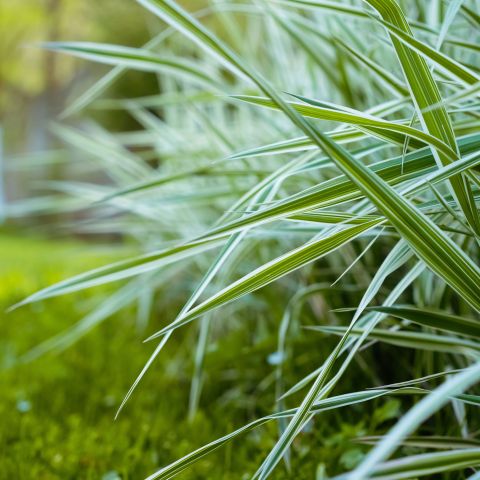 Carex Feather Falls Perennial Hero