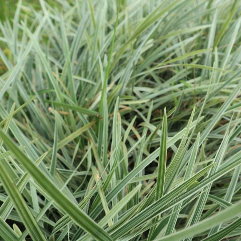 Carex Ice Queen Perennial Hero