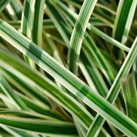 Carex Moonlight Perennial Hero