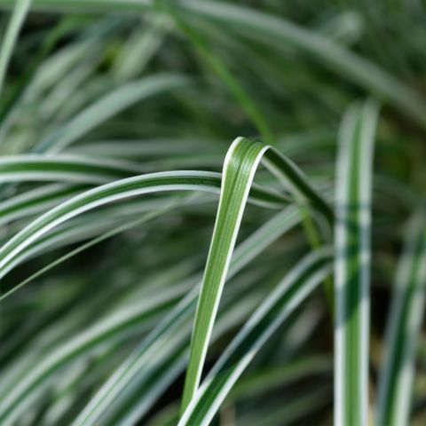 Carex Oshimensis Everest Perennial Close