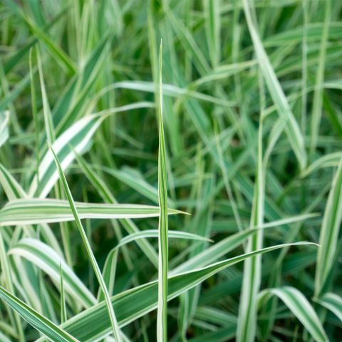 Carex Vanilla Ice Perennial Hero