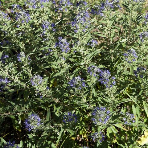 Caryopteris Clandonensis Heavenly Blue Shrub Hero