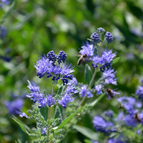 Caryopteris Clandonensis Worcester Gold Hero