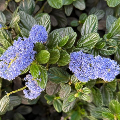 Ceanothus 'Cool Blue' - 3L Pot