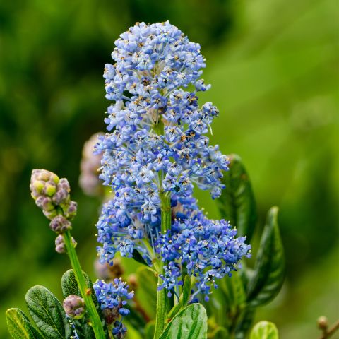 Ceanothus Thyrsiflorus Skylark Shrub Hero