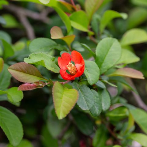 Chaenomeles Superba Crimson And Gold Shrub Hero
