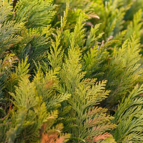 Chamaecyparis Lawsoniana Ivonne Shrub Hero