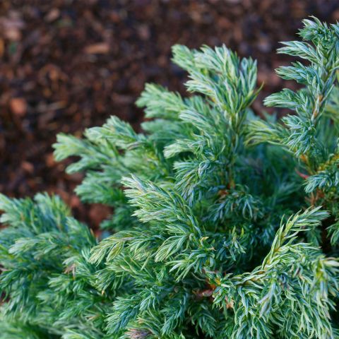 Chamaecyparis Pisifera Baby Blue Shrub Hero