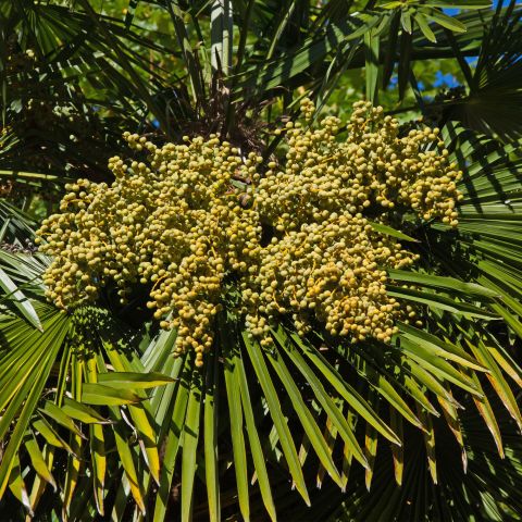 Chamaerops Humilis Shrub Standout