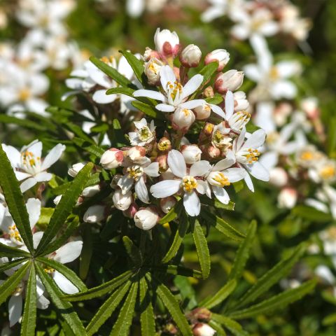 Choisya White Dazzler Shrub Hero