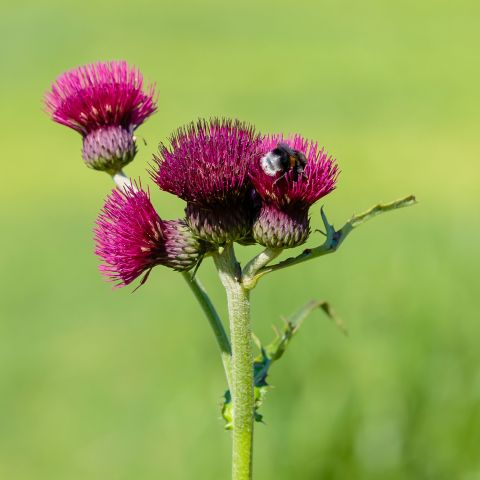 Cirsium Rivulare Atropurpureum Perennial Close