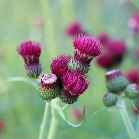 Cirsium Rivulare Atropurpureum Perennial Hero