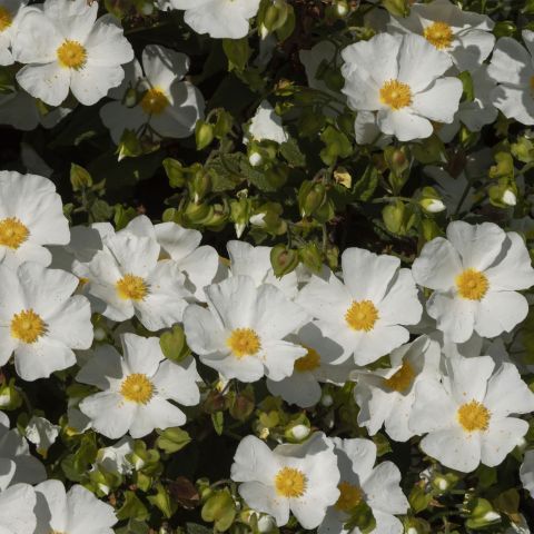 Cistus Corbariensis Shrub Hero