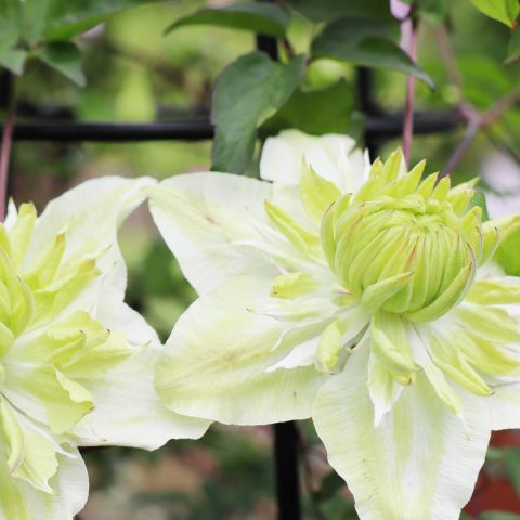 Clematis florida Alba Plena climber hero