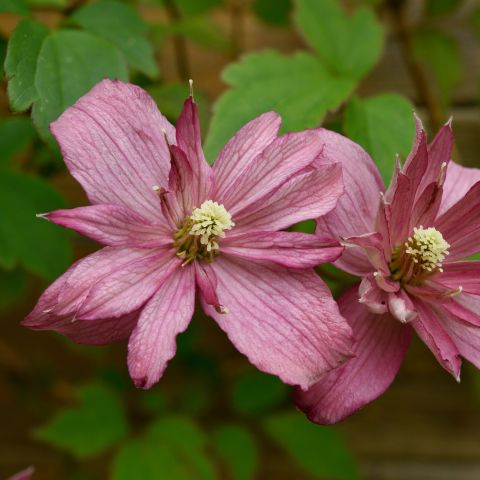 Clematis Broughton Star Climber Hero