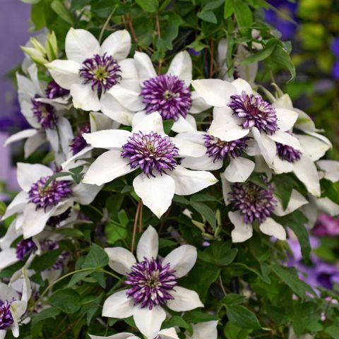 Clematis Florida Sieboldii Climber Hero
