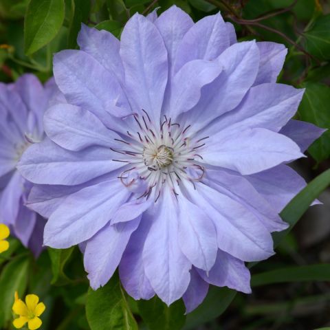 Clematis Kiri Te Kanawa 3L Pot